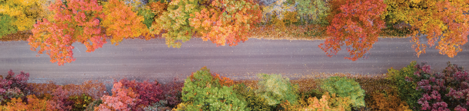 Foto aérea de una carretera sin pavimentar tratada con Perma-Zyme que atraviesa coloridos árboles rojos, naranjas, verdes y amarillos en otoño